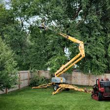 How Our Tree Care Process Works  in  Seminole, TX