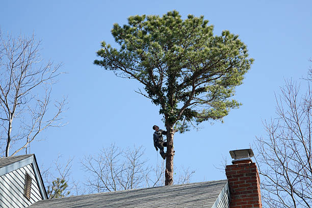 Leaf Removal in Seminole, TX